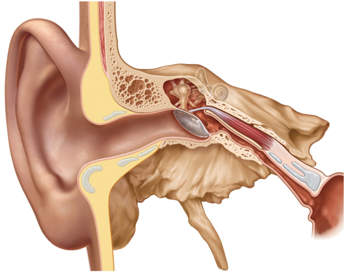 耳咽管圖片來源SPIGGLEandTHEIS